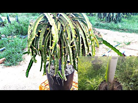 Video: Epiphyllum Cactus Seed Info - Tips för att odla Epiphyllum Seeds