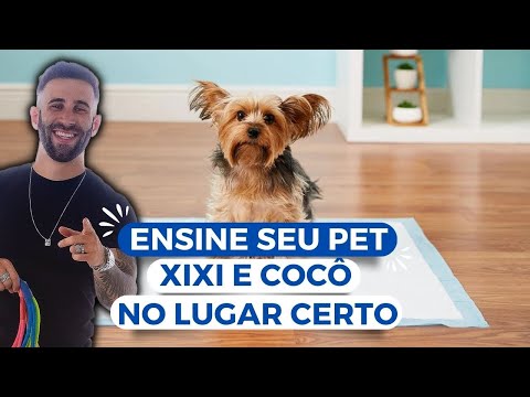 Ensine seu pet a fazer xixi e cocô no lugar certo