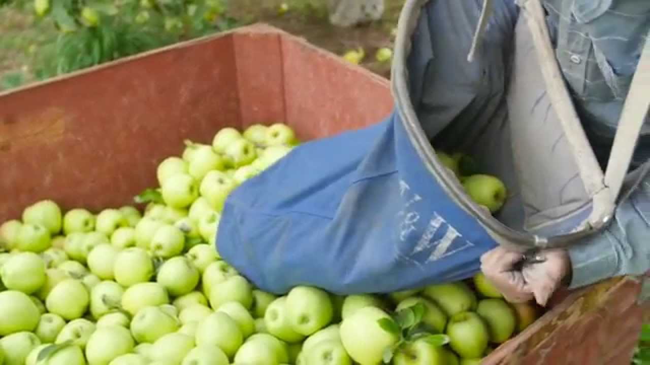 Lake Chelan Harvest Festival, Sept 25 - 26, 2015