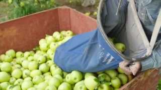 Lake Chelan Harvest Festival, Sept 25 - 26, 2015