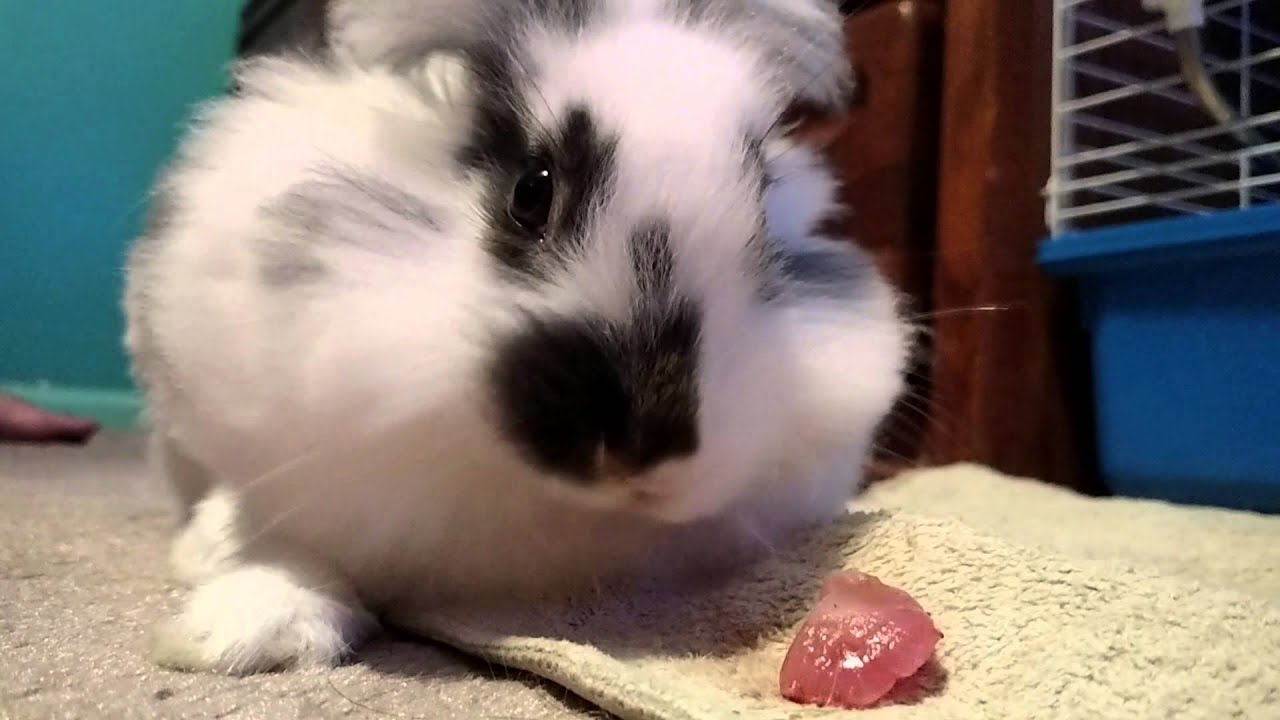 Luna eats strawberry