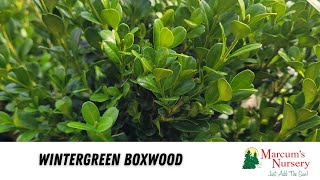 Boxwood - Wintergreen Boxwood Short Video About Winter Green Boxwood