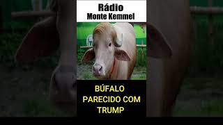 BÚFALO FICA FAMOSOS NAS REDES POR SER PARECIDO COM TRUMP