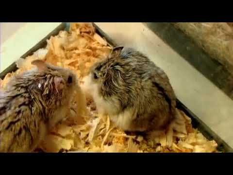 Video: Hur man tränar din hamster för att använda en litterbox