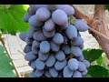 Кишмиш Юпітер - Ваш перший виноград: для столу, родзинок і вина