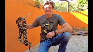 Deadly Snakepit!!! With Puff adders, Boomslang, Night Adders, Mole Snakes, and Skaapsteekers.