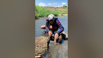 Cá Lớn - bắt Cá Rô Phi ẩn nấp dưới cây đơn giản 😱 #khacthuyvlogg