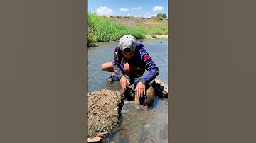 Cá Lớn - bắt Cá Rô Phi ẩn nấp dưới cây đơn giản 😱 #khacthuyvlogg