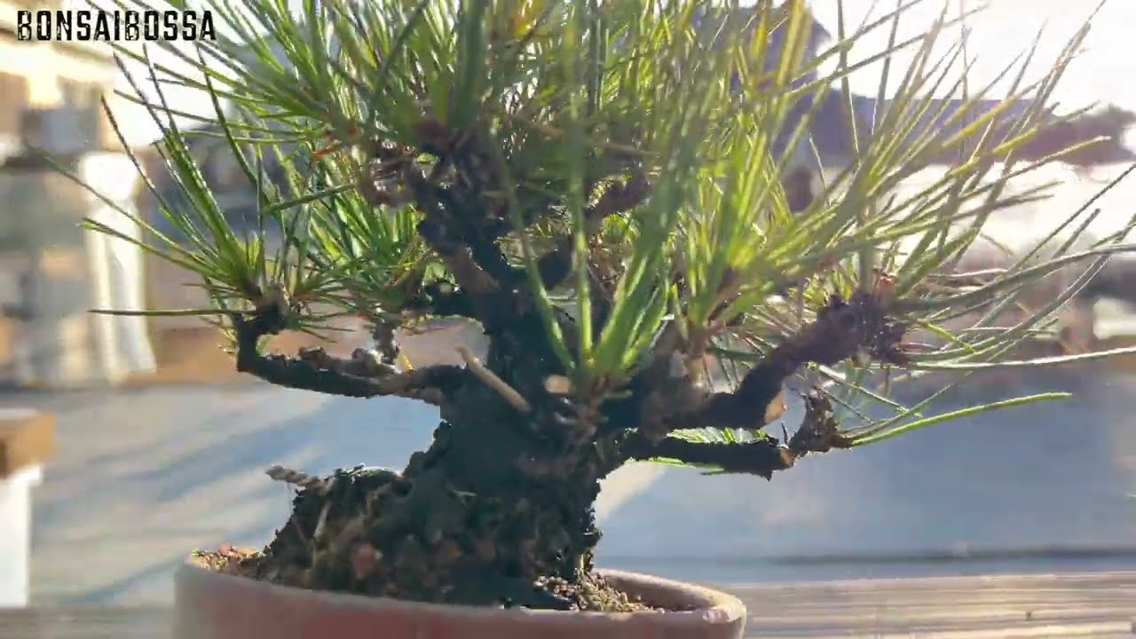 黒松を限界まで追い込んで小さくする【KRM】 #盆栽 #bonsai