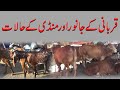 قربانی کے جانور Sacrificial Animals Prices Qurbani Kay Janwar Aor Qimatain Lahore
