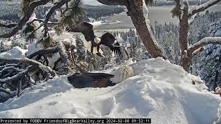 Shadow brings a live breakfast fish FOBBV CAM Big Bear Bald Eagle Live Nest - Cam 1