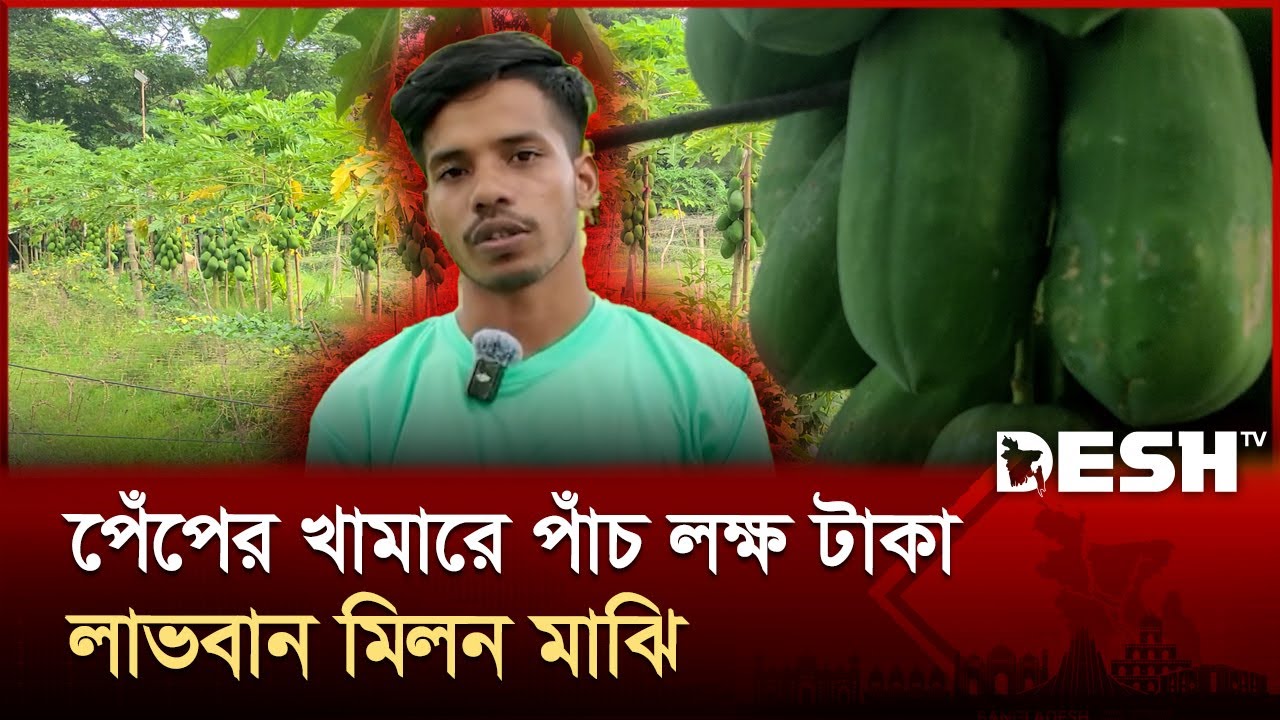 পেঁপে চাষে সফল ভোলার মিলন মাঝি | bhola | papya | milon | Desh TV - YouTube