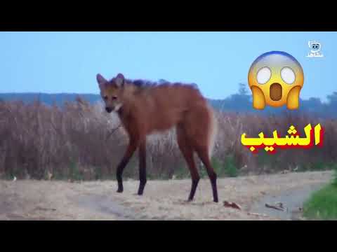 الطاهش حيوان ٲثار رعب اليمنيين قديما