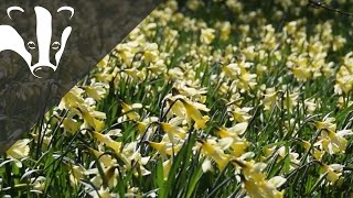 Warley Place Spring Bulb Spectacular