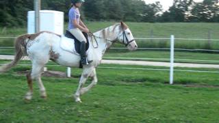 Blue+me canter flatwork clockwise