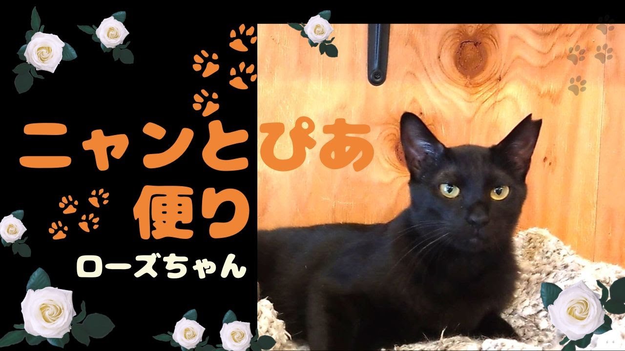 ニャンと ぴあ