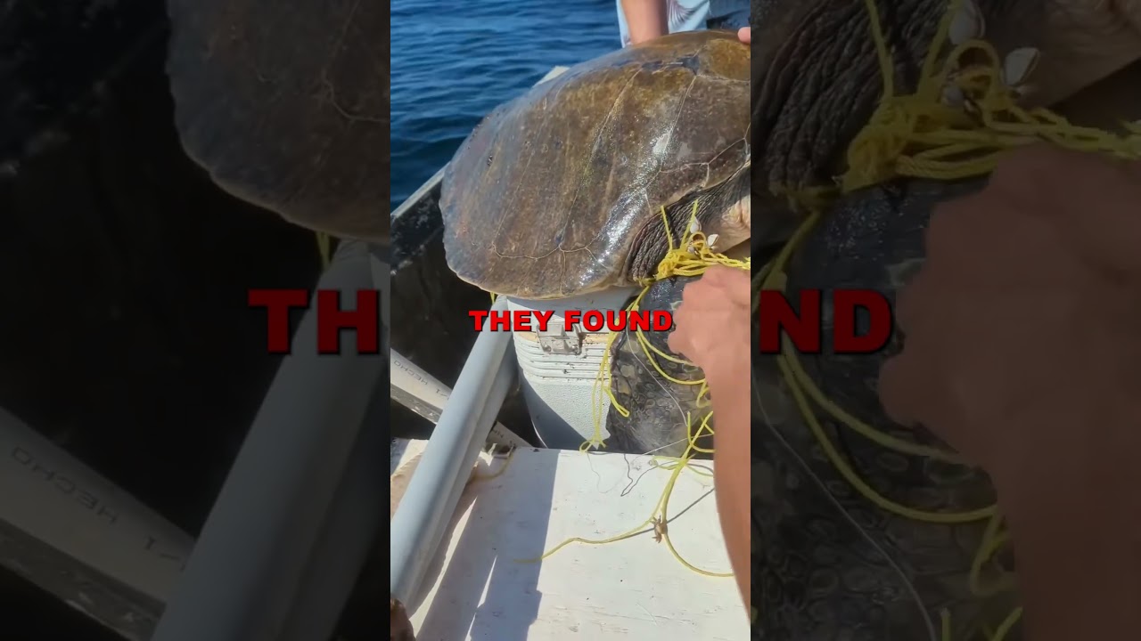 Stranded Turtle Rescue!! 😭🐢 