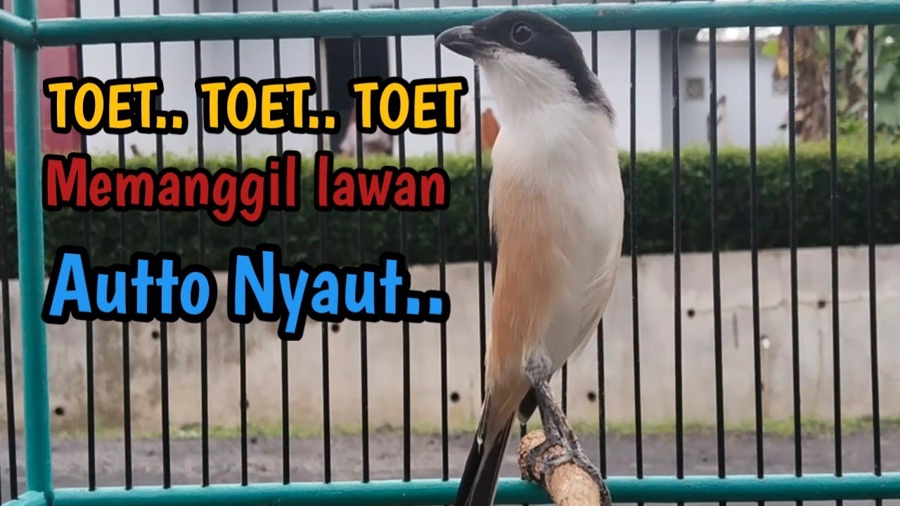 TOET.. TOET SUARA CENDET GACOR FULL ISIAN MEWAH🔴 Memanggil lawan🔴 Autto Nyaut. 