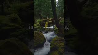 Living life is all about having peace #peace #beautifulnature #strength #struggle #love