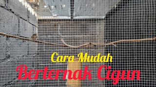 Berternak Cigun Dikandang Minimalis