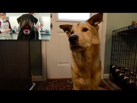 Zeev Reacts to the Show Dogs Trailer