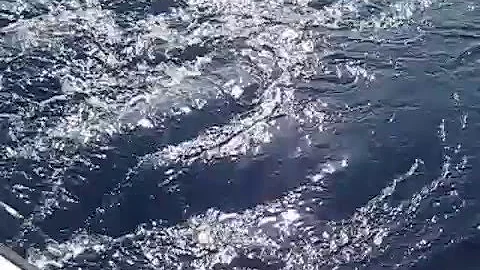 Brian Ash, Blue Marlin 0001