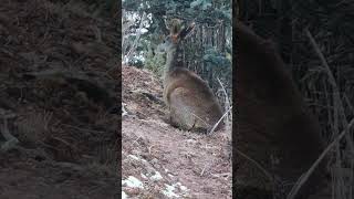 💢高原上的麝！太漂亮了！Plateau Musk Deer #Animal 【跟着图尔去旅行】