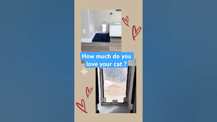 Watch the video about How much do you love your cat? #catlover #catparents #pet #sphynx #hairlesscat #lovestory