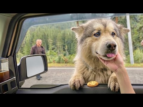 I Fed This Stray Dog Once… What He Did Next Broke My Heart 