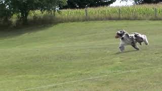 Afghan200906 by Njoy Japanese Chin 41 views 3 years ago 54 seconds