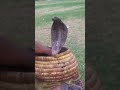 Full dangerous snake