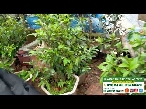 Video Bán cây hoa lan tiêu đang có nụ - youtube