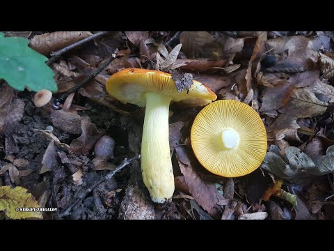 Сыроежка золотистая Russula aurea Часть 2 Лечебные свойства Химический состав