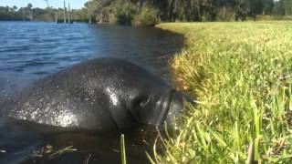 Manatee on the Sebastian River