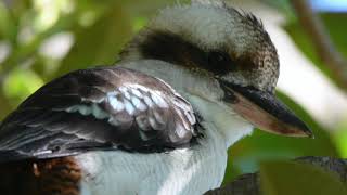 Bird beak adaptations - meat eaters