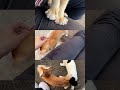 #cat