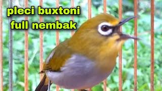 Pleci Ngalas Nembak Ngotot Fighter Cari Lawan