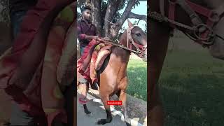 Vivek Yadav Gauraa Bhakhri Ka Ghoda 🔥 #horse #horserace #horseshorts #horserace #horsevideo #shorts