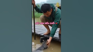 😭 Rơi nước mắt: Mèo liều mình bơi trong nước lũ để cứu 2 chú chó con 😭🐶#shortvideo