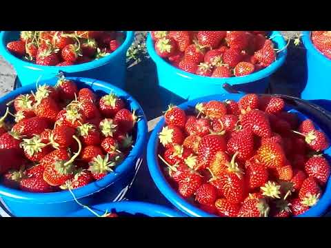 Сорт клубники Альба