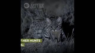 Meet the World's Deadliest Cat 🐱 | #shorts #wildlife