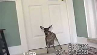 Deer Door - Pettube
