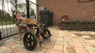 6abc Shelter Me: Adopt a Boxer Rescue