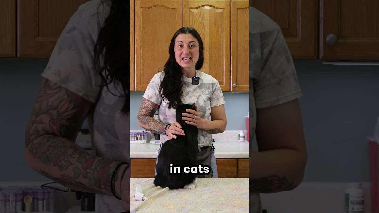 How to Take Your Cat's Temperature