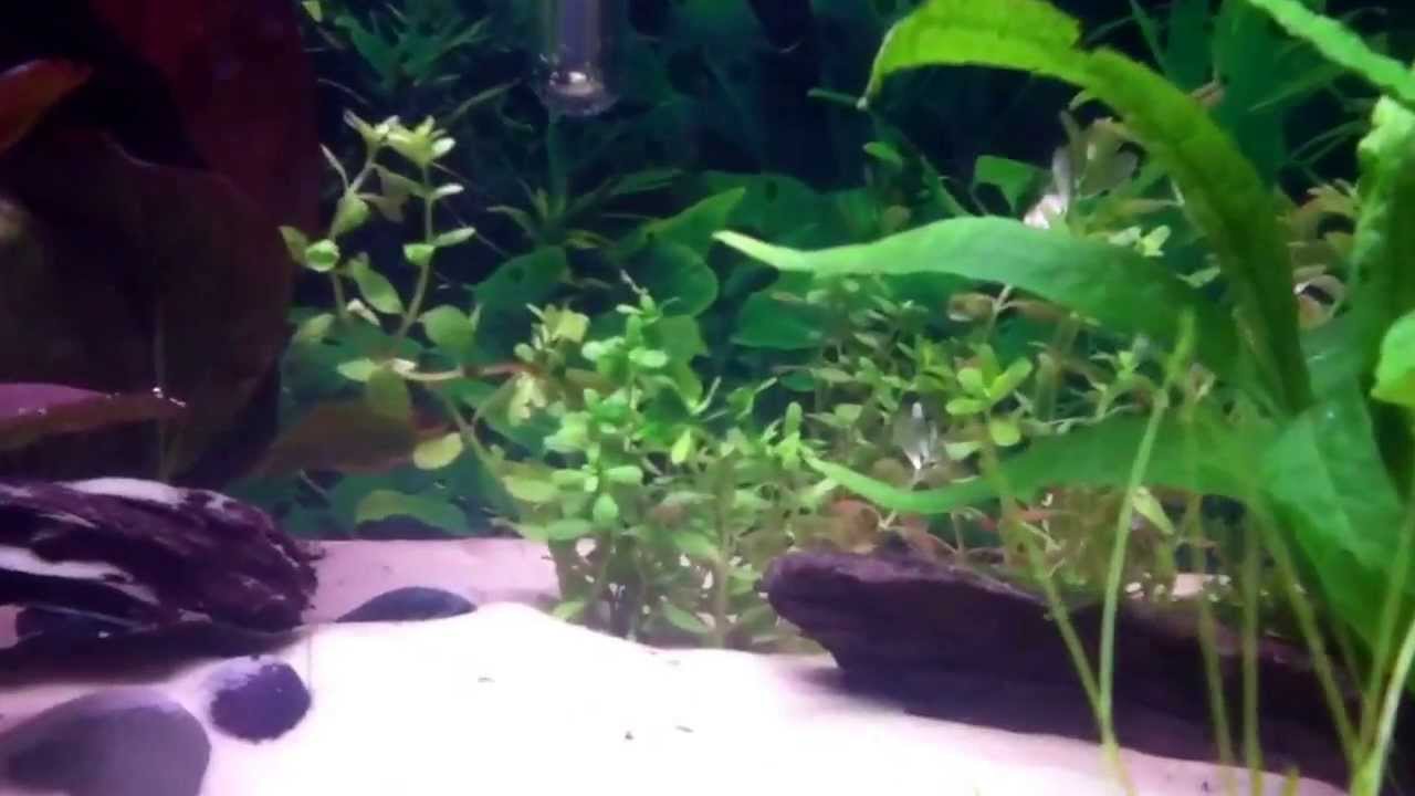 rotala rotundifolia colorata Plants added!