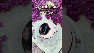 Доброе Утро #Сдобрымутром #Доброеутро #Удачногодня #Хорошегонастроения