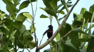 black-headed munia