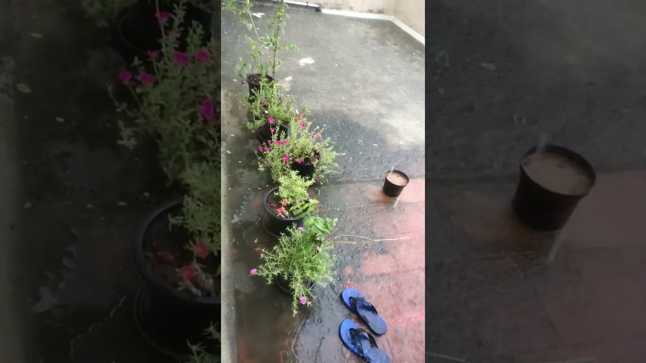 Sudden Rain in Summer, wake up