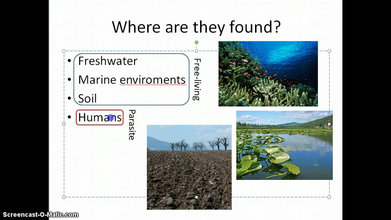 Amoebozoans by Emily Montgomery