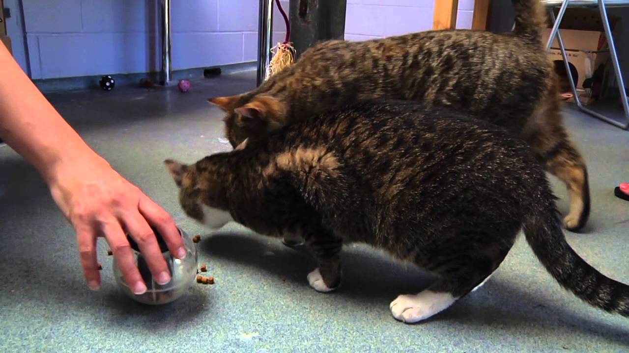 Tip Tuesdays Cat Feeding Toys YouTube